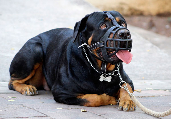 COMO PROCEDER SI TE HA MORDIDO UN PERRO EN LA CALLE